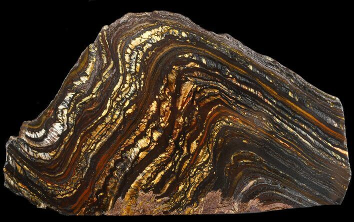 Polished Tiger Iron Stromatolite - ( Billion Years) #46616